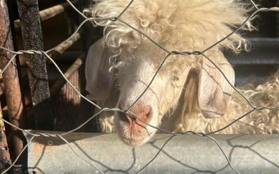 Farm Activities and Animals