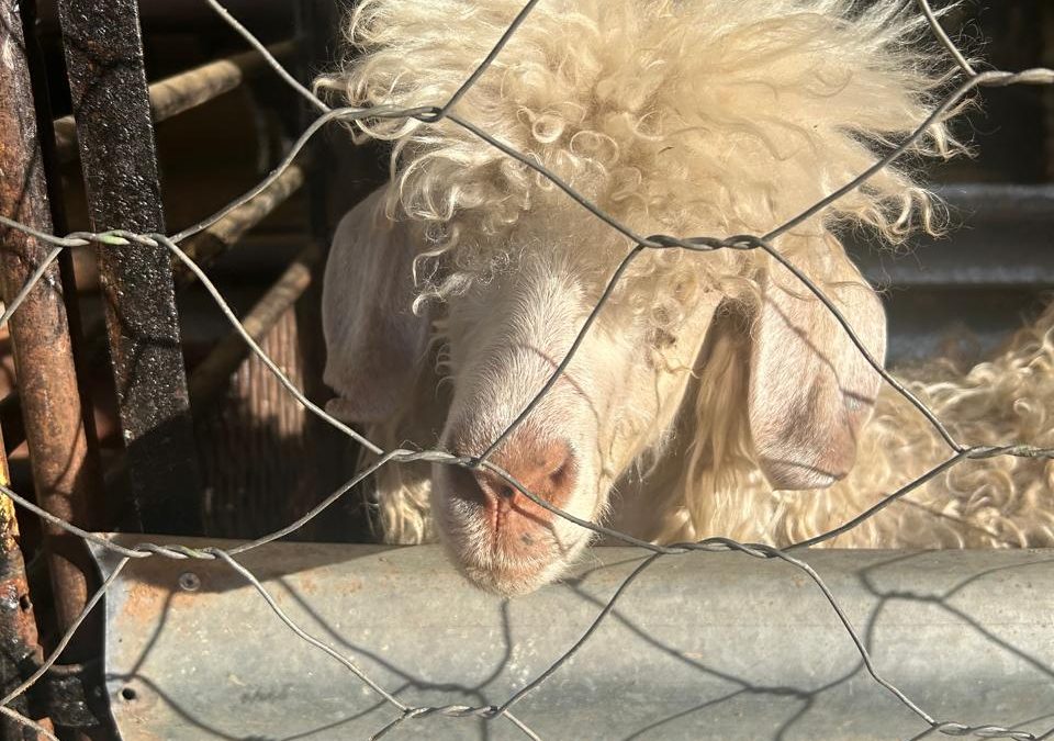 Farm Activities and Animals